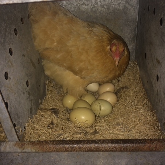 Meet your Posher, Magen - Picture 1 of 1